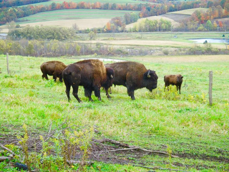 Bison Island Ranch